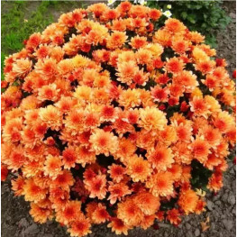 Branbeach Orange мультифлора